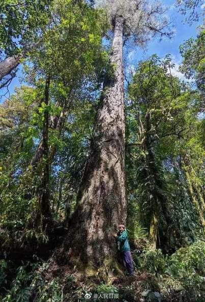 「76.8米樹王」西藏發現中國大陸已知最高的樹
